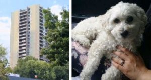 Il cane riesce ad arrampicarsi nel davanzale del balcone, al 14° piano. Non riesce più a tornare indietro, vede il vuoto, si agita e precipita.