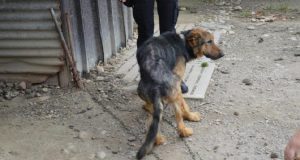 Fossano – Lo avevano preso per fare la guardia e poco importava che il cane stesso morendo. Gli abitanti della zona intervengono.