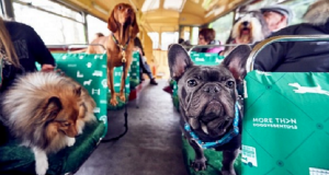 Arriva a Londra il primo autobus dedicato completamente ai cani: ma i nostri amici a 4 zampe gradiranno?