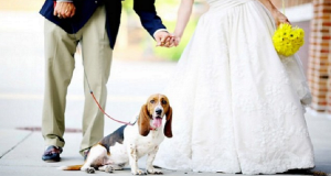 Come può un matrimonio aiutare gli animali? Una coppia di Pesaro ce lo spiega dandoci una grande prova d’amore e lasciando migliaia di persone incantate dal loro grande cuore. Speriamo possano essere d’esempio per molti altri