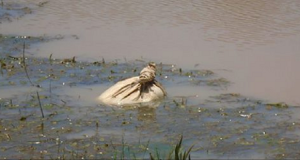 Vedono un sacco che galleggia nell’acqua. Quando lo aprono, la loro paura diventa realtà.