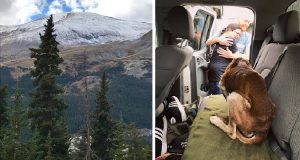 Sentivano il pianto di un cane provenire dalla montagna. Sono partiti alla ricerca dell’animale, ma arrivati in paese hanno scoperto tutto.