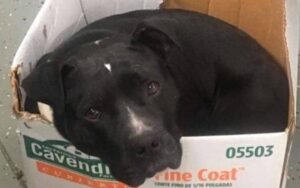 Pitbull si rifiuta di lasciare la sua scatola di cartone