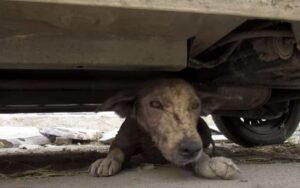 Era malato e vicino alla morte, ma la reazione del cane quando capisce che verrà salvato, ha commosso tutti.