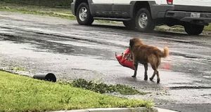 “L’uragano aveva appena devastato la zona quando ho visto il cane che camminava per strada e col muso portava un sacco rosso. Quando ho capito cosa stava facendo, sono rimasto allibito!”