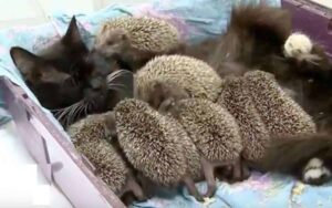 VIDEO: Otto piccoli ricci orfani, adottati da una bellissima gattina