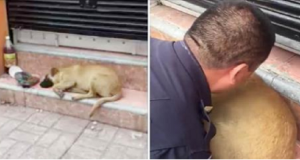 Cagnolina randagia, trema di paura dopo il terremoto. Allora la polizia fa qualcosa che ha colpito il cuore di tutti.