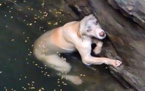 Cagnolina affogando, aspetta di essere salvata.