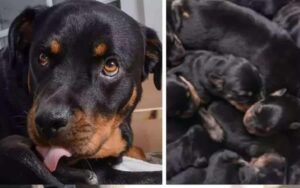 Rottweiller entra in travaglio. Dopo il sesto cucciolo la padrona si rende conto del suo grande errore.