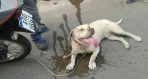 Le persone del posto sono riuscite a fermare un uomo con la moto che aveva legato il suo cane al veicolo e lo trascinava sull’asfalto.