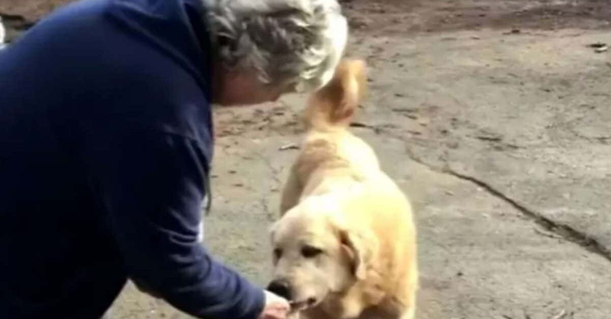 Il Mio Cane Abbaia Sempre Agli Sconosciuti E I Postini Non Facevano ...