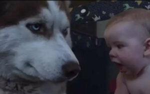 Il bambino gattona verso l’Husky mentre il papà riprende la scena. La reazione del cane ha fatto il giro del web.