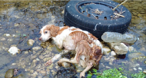 “Abbiamo chiamato la cagnolina, ma lei non si muoveva da quella posizione, non usciva dall’acqua. Ci siamo avvicinati lentamente per non farla spaventare, ma quando l’abbiamo sollevata, abbiamo capito  “