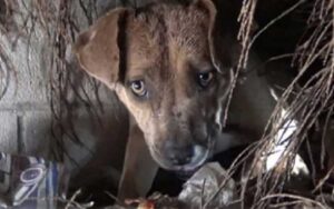 Cane randagio e i suoi cuccioli appena nati vengono salvati da un enorme temporale