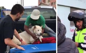 “Qualcuno me lo aveva avvelenato, stava soffrendo e io correvo più che potevo per arrivare dal veterinario”