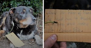 “Lo avevamo cercato per giorni, poi è sbucato all’improvviso, è arrivato davanti alla porta ed è crollato a terra. Ci siamo chiesti subito cosa gli avessero fatto, ma appesa al collo aveva una nota che ci ha spezzato il cuore.”