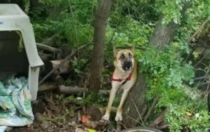 Nessuno capiva da dove provenisse il pianto disperato. Cane ritrovato dopo giorni