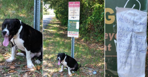 Lasciano un pitbull legato a un cartello, sotto il sole cuocente. Sull’ironico cartello avevano attaccato un triste biglietto.