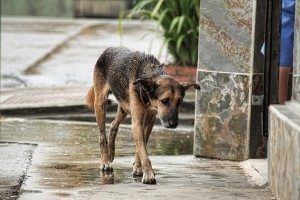 Stavo girando un video quando, sul mio cellulare ho visto una cosa che mi ha spaventato: un uomo in moto che trascinava un cane legato al guinzaglio. Mi sono