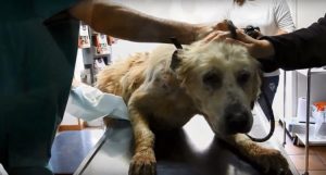 Abbandonate con i loro giocattoli e il loro cibo preferito accanto, le 2 cagnoline erano spaventate e tristi. Ma guardando meglio ho visto un biglietto