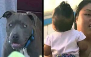 Mamma vede pitbull che tira la sua bimba di 7 mesi per il pannolino dopo che la casa ha preso fuoco