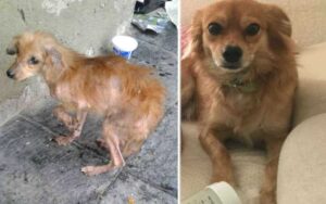 Cane randagio scheletrico non avrebbe mai immaginato di trovare un’anima gentile