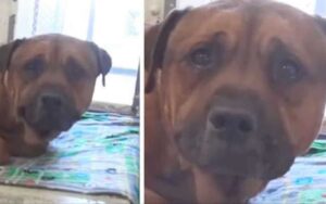 VIDEO: Cagnolina con il cuore in frantumi,  dopo aver capito di essere stata abbandonata