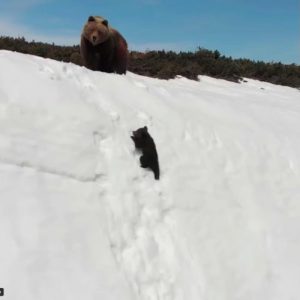 Dopo averla sfruttata per anni per sfornare cucciolate i suoi proprietari hanno buttato Wanda nel mio cortile. la cucciola stava male e non volevano che morisse a casa loro. Ma dopo qualche mese guardate com’è diventata: mai visto qualcosa di più bello