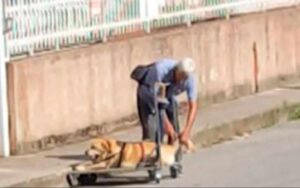 VIDEO: “Quando ho visto quell’uomo che avvolgeva delle cinghie intorno al cane, ho temuto il peggio”