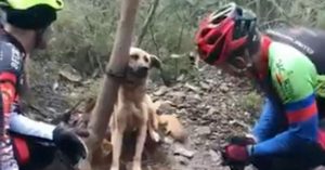 VIDEO – Abbandonano una cagnolina con la testa attaccata ad un albero, in mezzo al nulla, con un unico scopo: spegnere la sua vita lentamente!