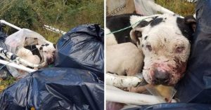 Il povero Charlie fu lasciato legato al cassonetto, con tutta la spazzatura sparsa intorno a lui. Quando i veterinari guardarono dentro la sua bocca rimasero scioccati.