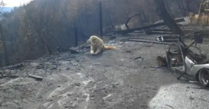 VIDEO – La complicata storia di Medison, il cane che aspettò per settimana sulle ceneri della sua casa, che la sua famiglia tornasse per lui