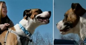 Porta il suo cane in autostrada, si ferma, getta la palla e il suo cane felice esce dal furgone per prenderla. Ma quando si gira, la sua proprietaria è già sparita…chi ha visto la straziante scena, gliela fatta pagare cara.