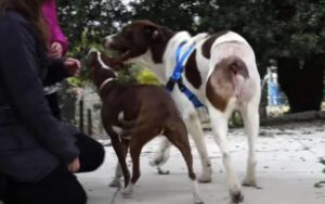 Un mostro attacca dei petardi alla coda di un cane e li accende – poi un angelo decide di agire immediatamente