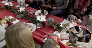 VIDEO – 30 cuccioli randagi celebrano il Natale della loro vita, ma il meglio deve ancora venire