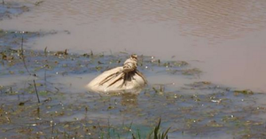 Sente uno strano rumore provenire da un sacco che galleggia nel fiume. Corre a prendere il sacco pensando che molto probabilmente ci avrebbe trovato un cane, ma quando lo apre resta senza fiato