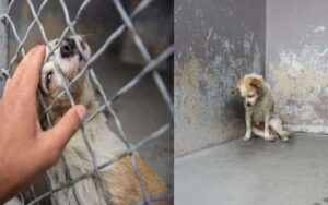 La foto della piccola cagnolina triste nel canile, fece il giro del web