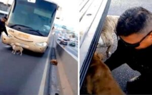 VIDEO: Poliziotti salvano dei cani randagi impauriti dalle macchine in autostrada