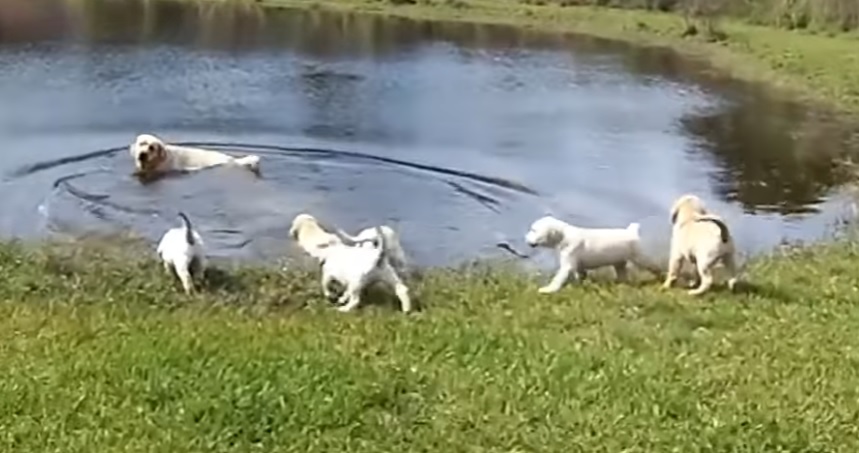 papà labrador porta i suoi cuccioli al lago per insegnarli a nuotare