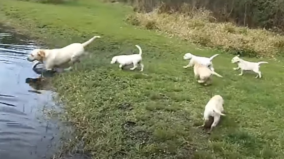 papà labrador porta i suoi cuccioli al lago per insegnarli a nuotare