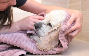 Cane di 20 anni abbandonato al rifugio perché troppo vecchio