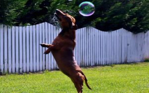 Se il cane fa danni cosa si rischia e quali sono le tutele?