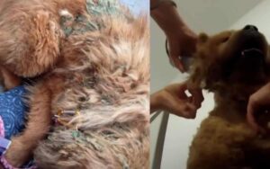 Il cane dal pelo duro come il cemento subisce una trasformazione