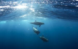 Nuotatore viene salvato dopo 12 ore in mare grazie a un branco di delfini