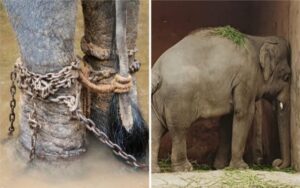 Elefante rimasto solo nello zoo per 35 anni viene salvato. Ora avrà una nuova vita.