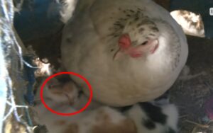 VIDEO: gallina fa da babysitter ai cuccioli della gattina che ha cresciuto e allevato