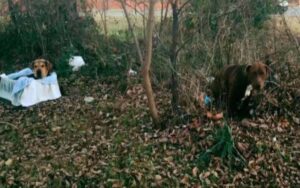 Cane si prende cura di un amico malato e ferito al freddo perché “Gli amici non si lasciano mai”