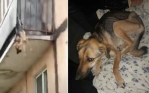 VIDEO: cagnolino salvato da un balcone, è rimasto bloccato mentre cercava di scappare