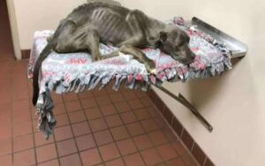 Cane non si reggeva in piedi, chiuso in gabbia. Un uomo per salvarlo è stato quasi denunciato di furto