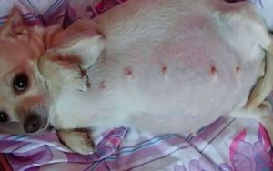 Piccola Chihuahua incinta arrivato il momento del parto sorprende il veterinario